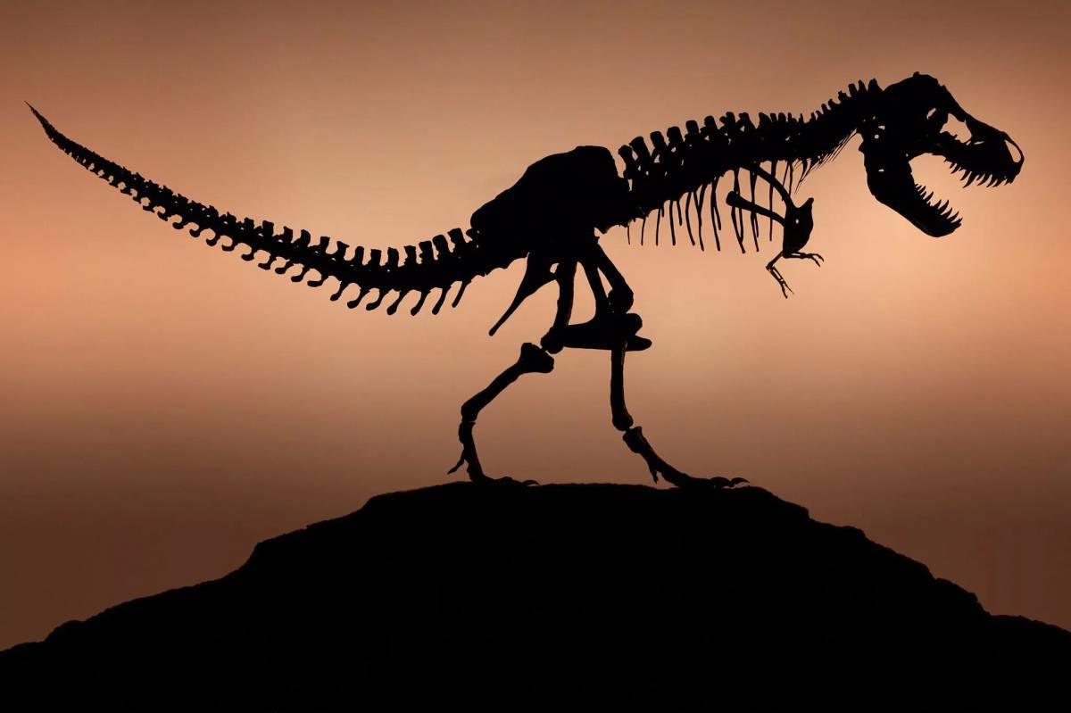 Скелет динозавра #12