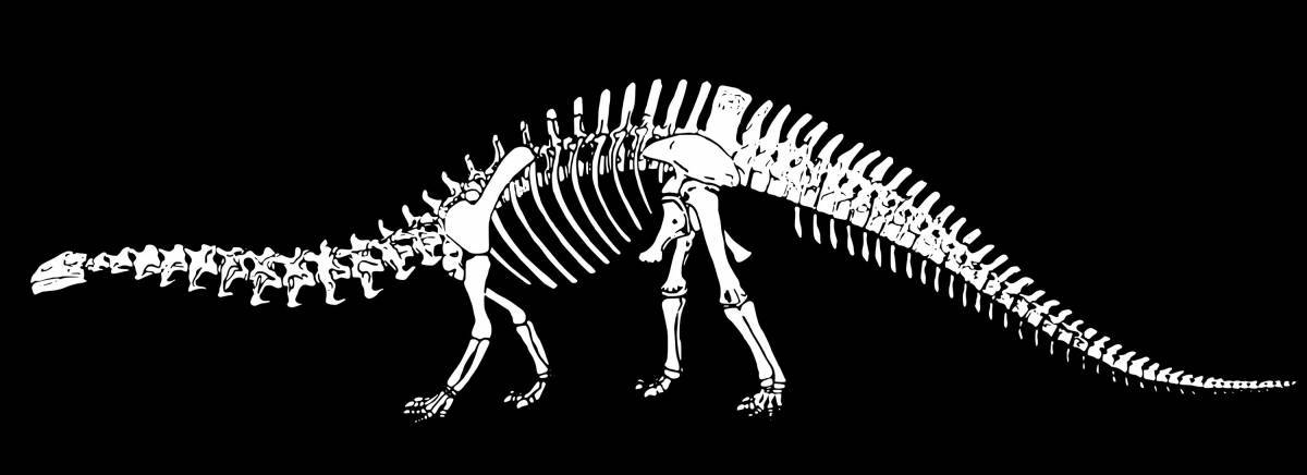 Скелет динозавра #18