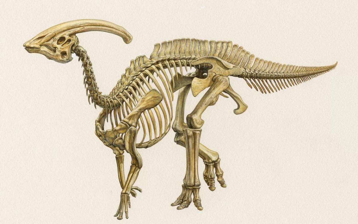 Скелет динозавра #19