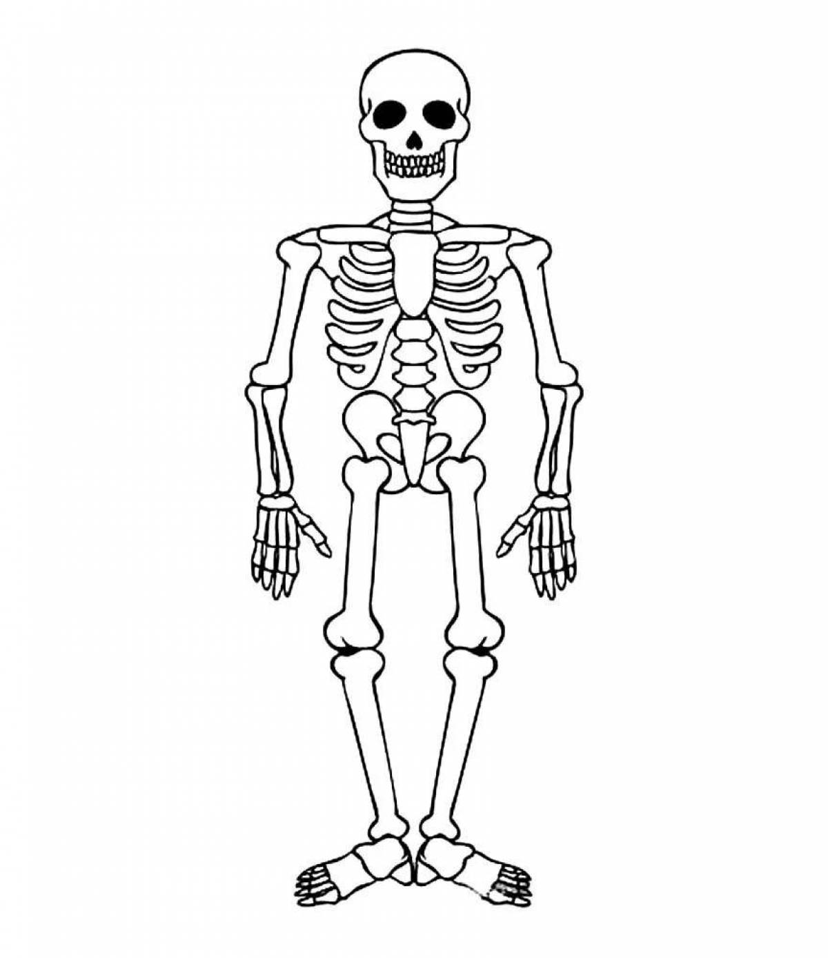 Скелет для детей #9