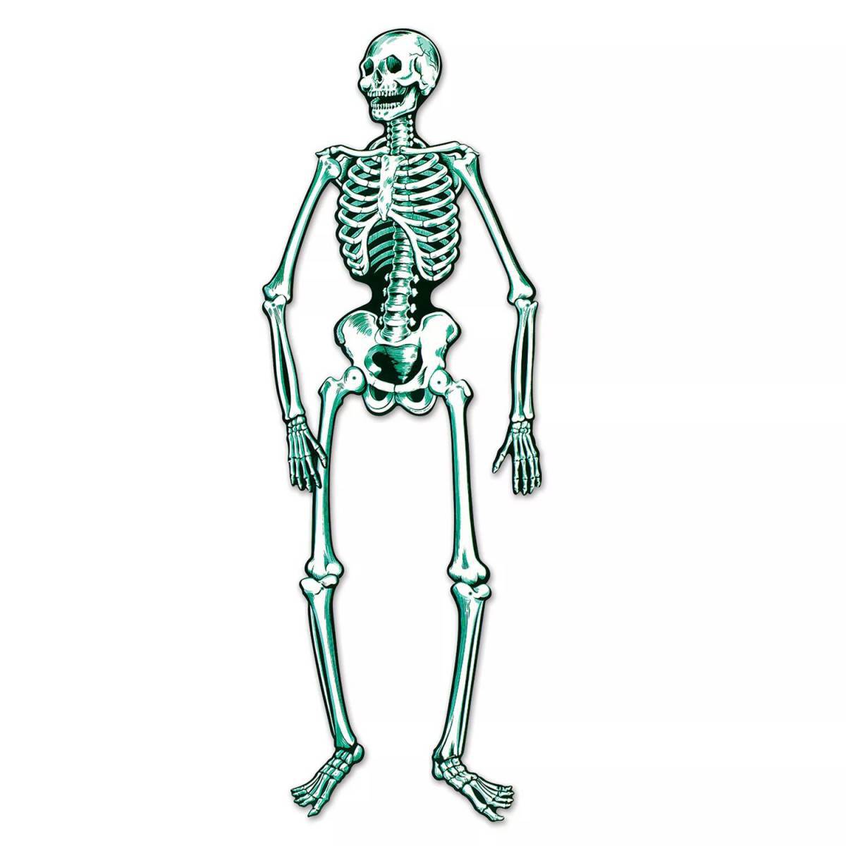 Скелет для детей #25