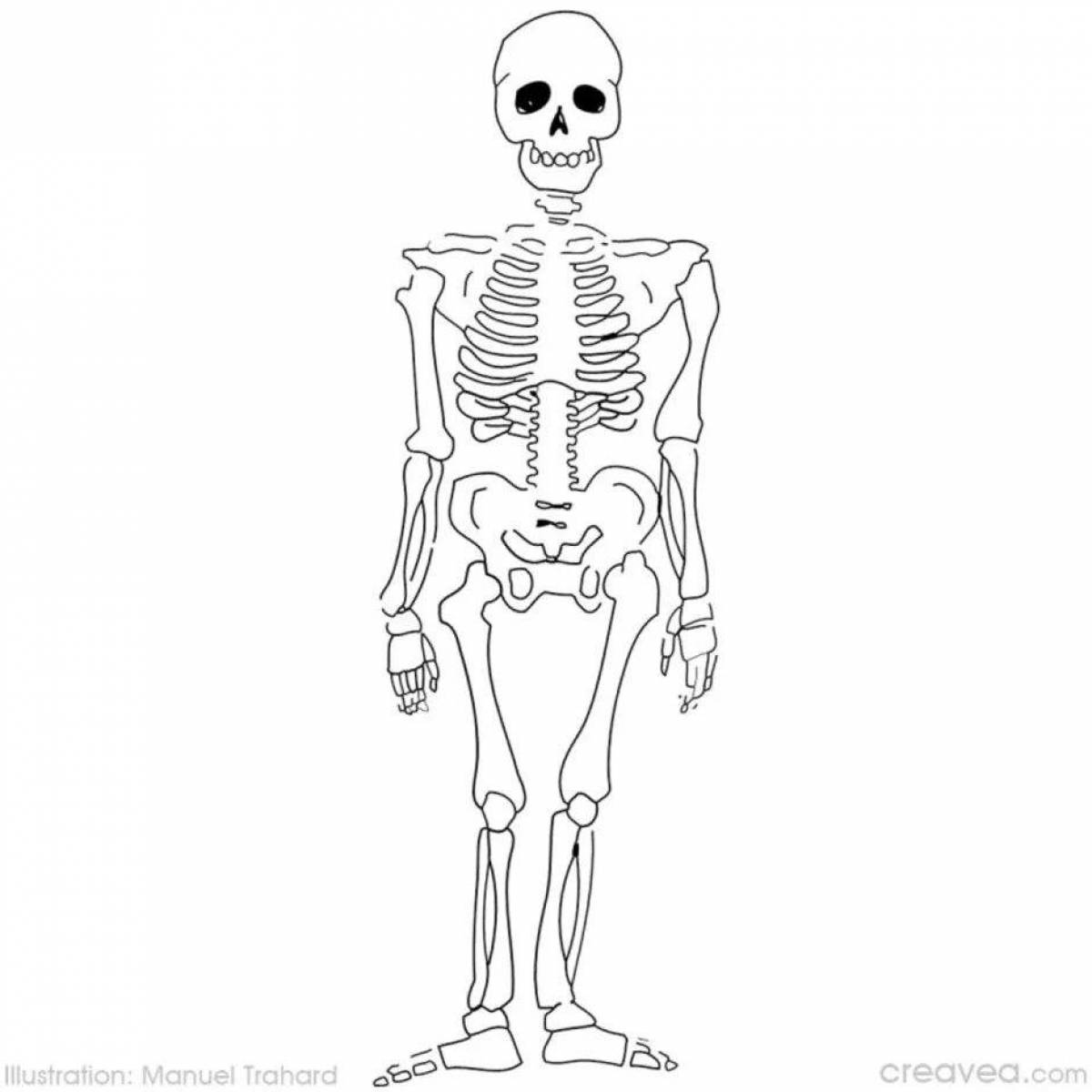 Скелет для детей #34