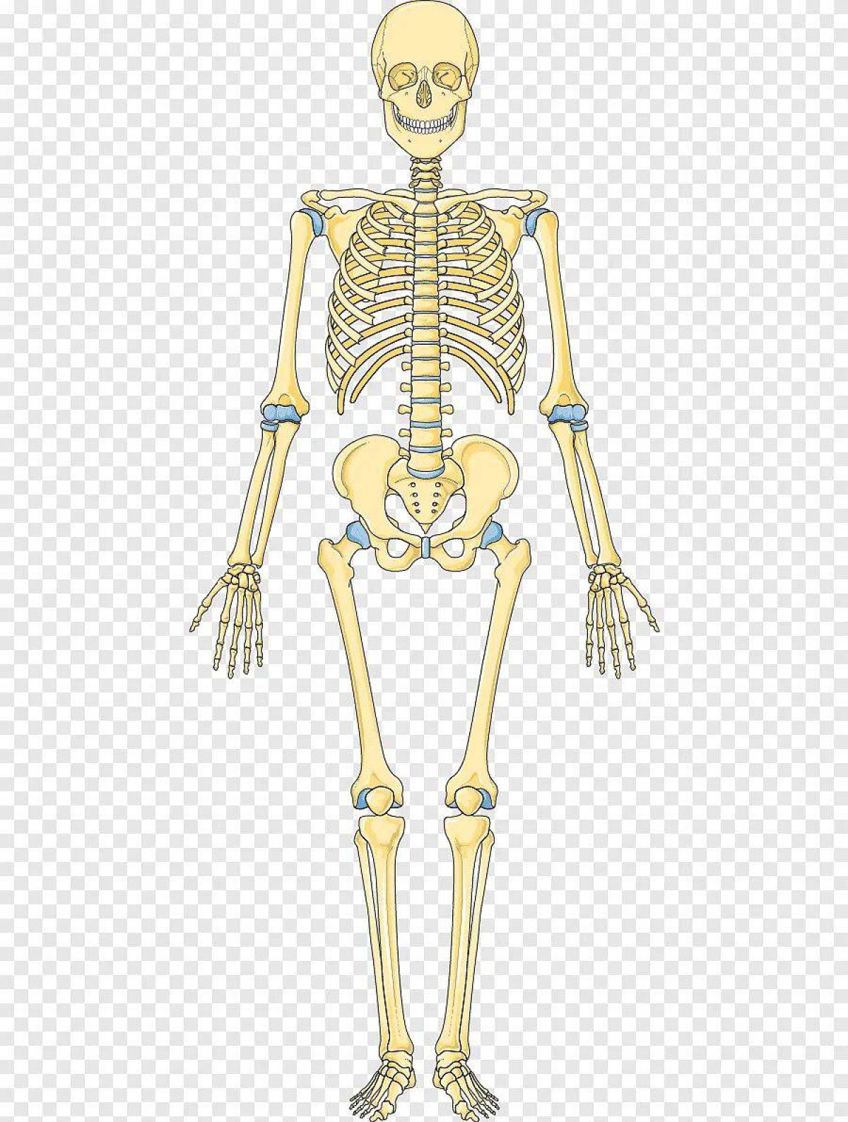 Скелет человека для детей #1