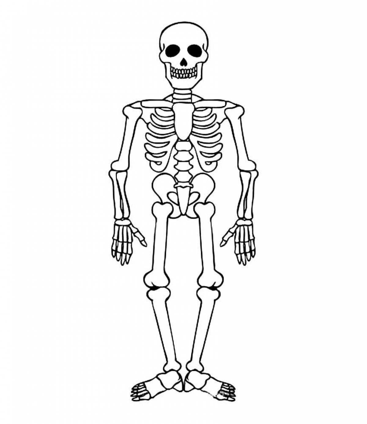 Распечатать полностью. Раскраска скелет. Скелет человека нарисовать. Скелет для срисовки лёгкие. Скелет печать.