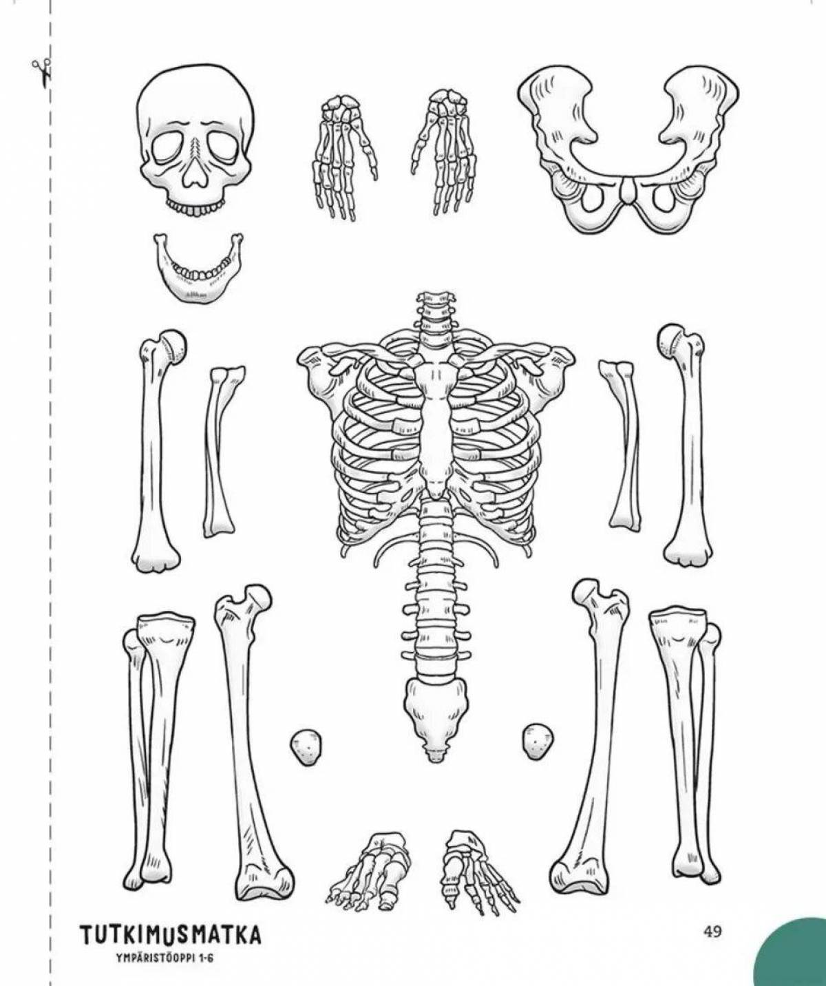 Части скелета рисунок. Отдельные части скелета. Макет костей человека. Макет скелета на печать. Кости скелета ребенка.