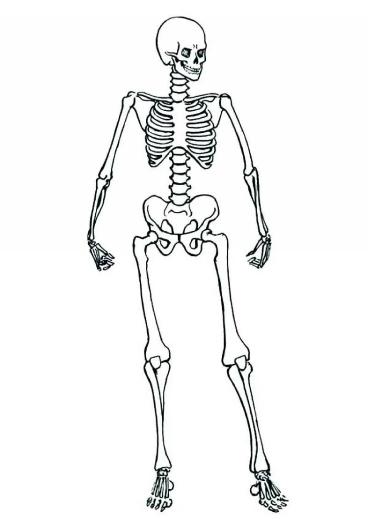 Скелет человека для детей #6