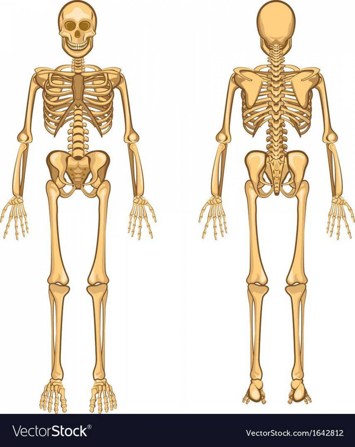Скелет человека для детей #11