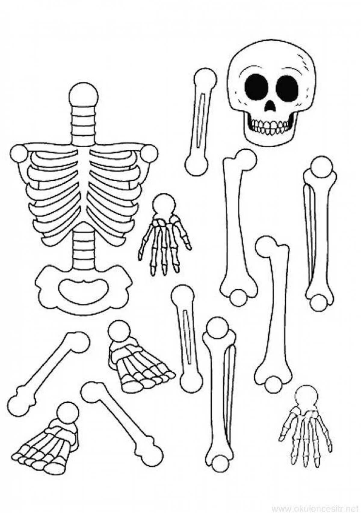 Скелет человека для детей #13