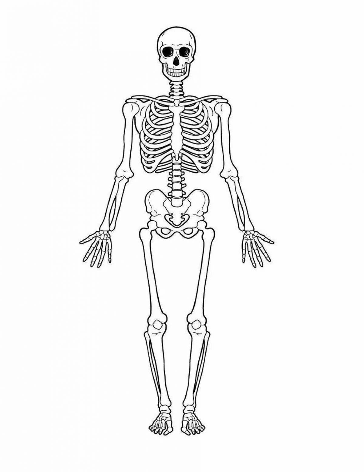 Скелет человека для детей #17