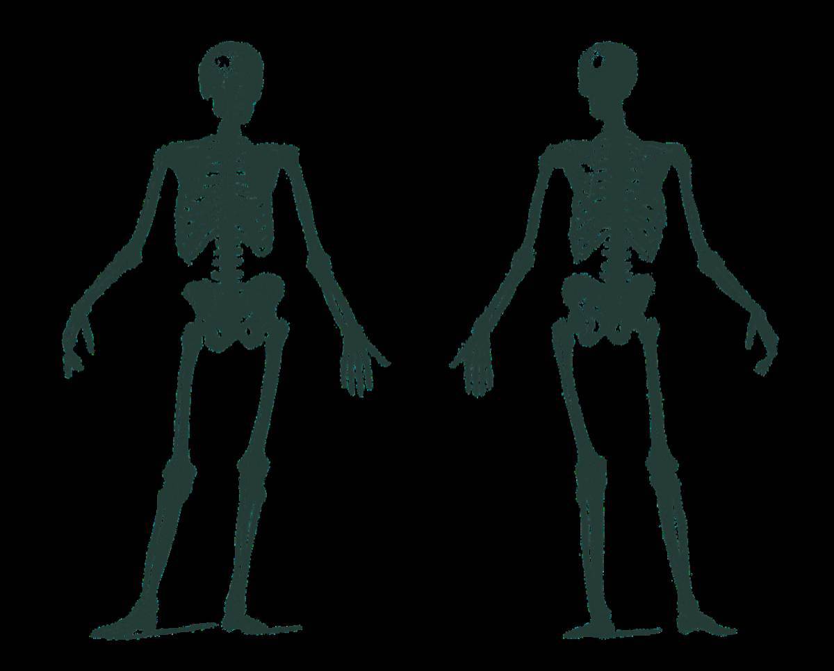 Скелет человека для детей #22