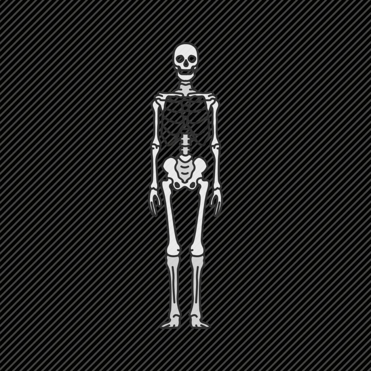 Скелет человека для детей #25