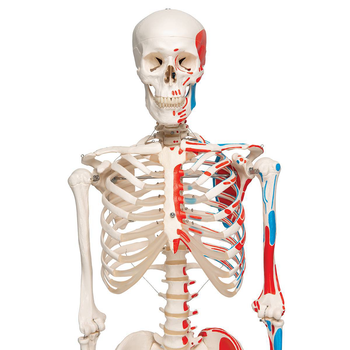 Скелет человека для детей #26