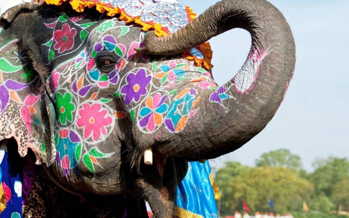 Священные животные Индии слон. Слон в Индии Священное животное. Фестиваль слонов в Индии. Фестиваль слонов — Джайпур, Индия.