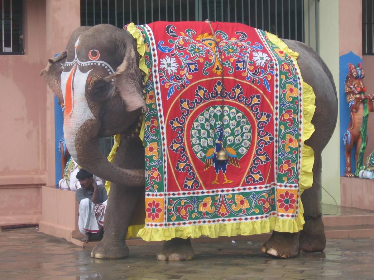 Индийский слон в Индии. Попона для слона в Индии. Индийские Священные животные слон. Индийский слон в попоне.