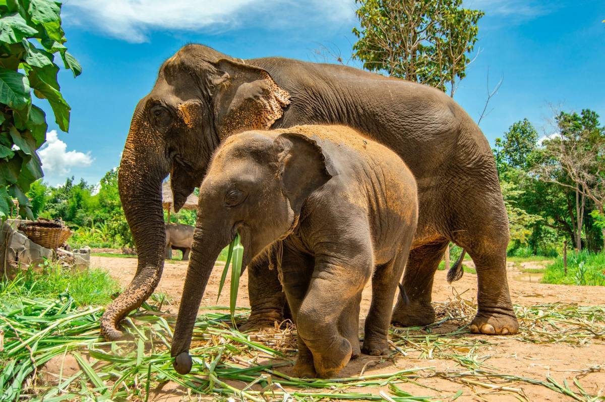 Индийские слоны живут