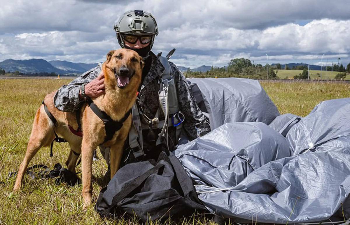 Собака в форме человека. Служебные собаки. Собака парашютист. Собаки парашютисты военные. Амуниция для служебных собак.