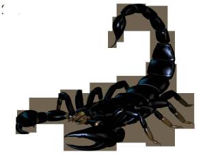 Раскраска скорпион для детей #1 #496482