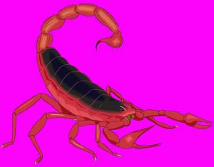 Раскраска скорпион для детей #4 #496485