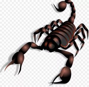 Раскраска скорпион для детей #12 #496493