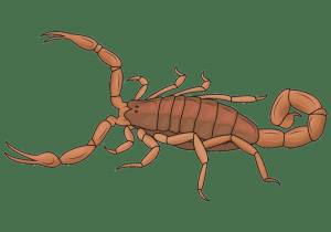 Раскраска скорпион для детей #18 #496499