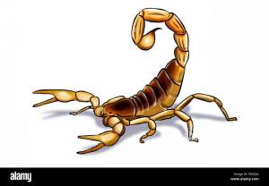 Раскраска скорпион для детей #32 #496513