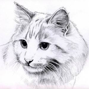 Раскраска сложная кошка #31 #498088