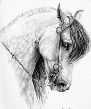 Раскраска сложная лошадь #31 #498126