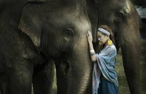 Раскраска слон и девочка #6 #498575