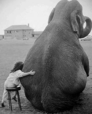 Раскраска слон и девочка #20 #498589