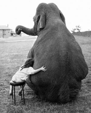 Раскраска слон и девочка #34 #498603