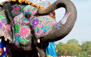 Раскраска слон индийский #7 #498654