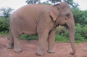 Раскраска слон индийский #10 #498657