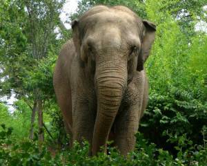 Раскраска слон индийский #14 #498661