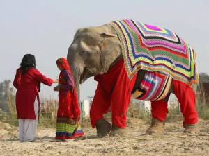 Раскраска слон индийский #18 #498665