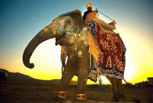 Раскраска слон индийский #20 #498667