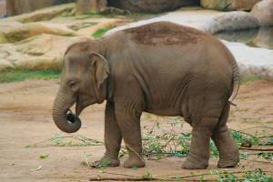 Раскраска слон индийский #21 #498668
