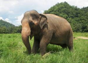 Раскраска слон индийский #24 #498671
