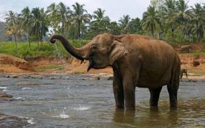 Раскраска слон индийский #26 #498673