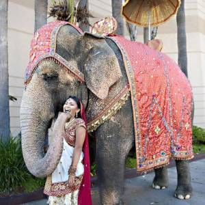 Раскраска слон индийский #29 #498676