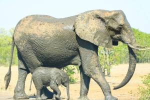 Раскраска слон индийский для детей #20 #498704