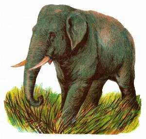 Раскраска слон индийский для детей #31 #498715