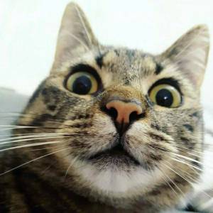 Раскраска смешные котики #26 #499838