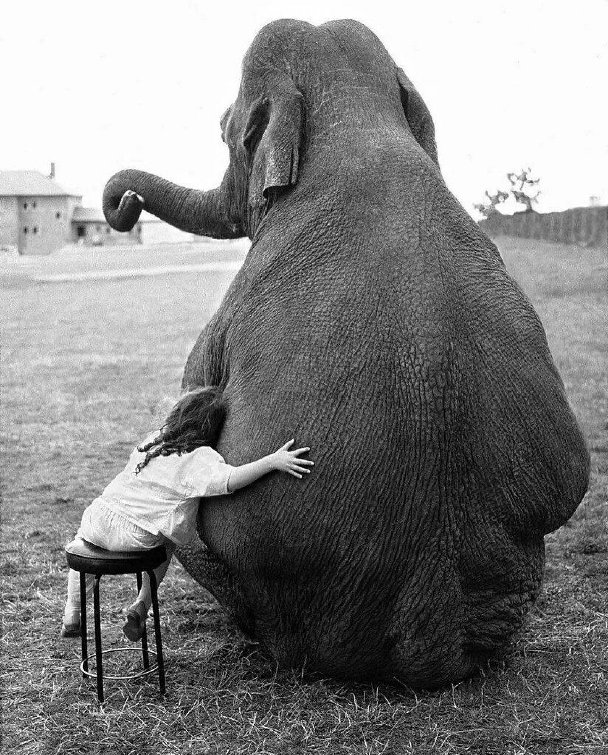 Слон и девочка #34
