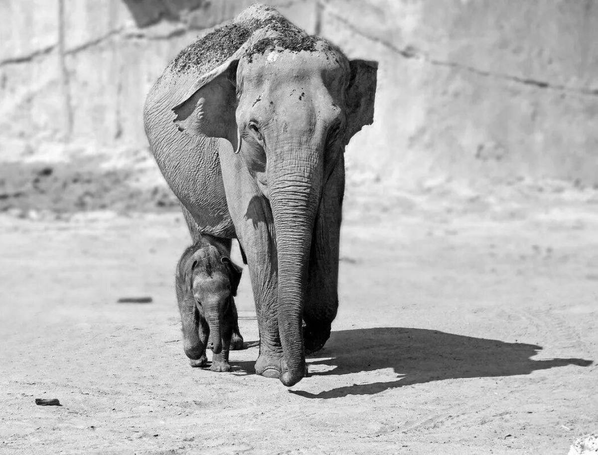 Слон и моська #21