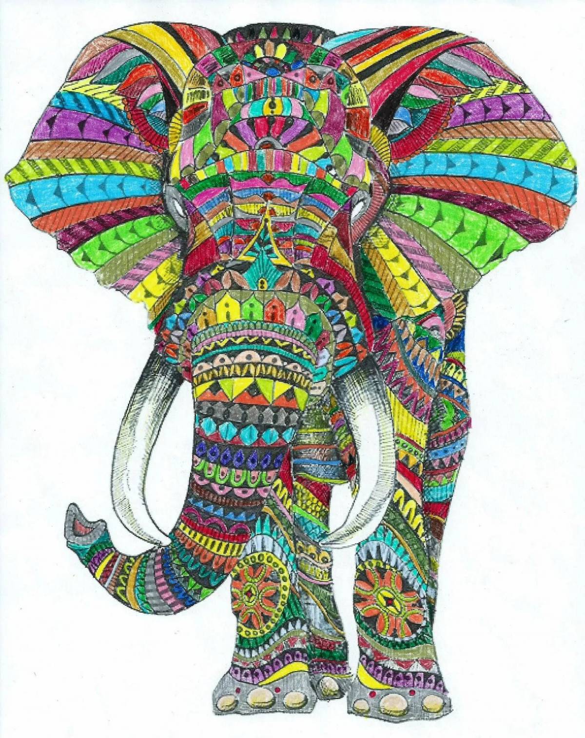 Слон индийский #6