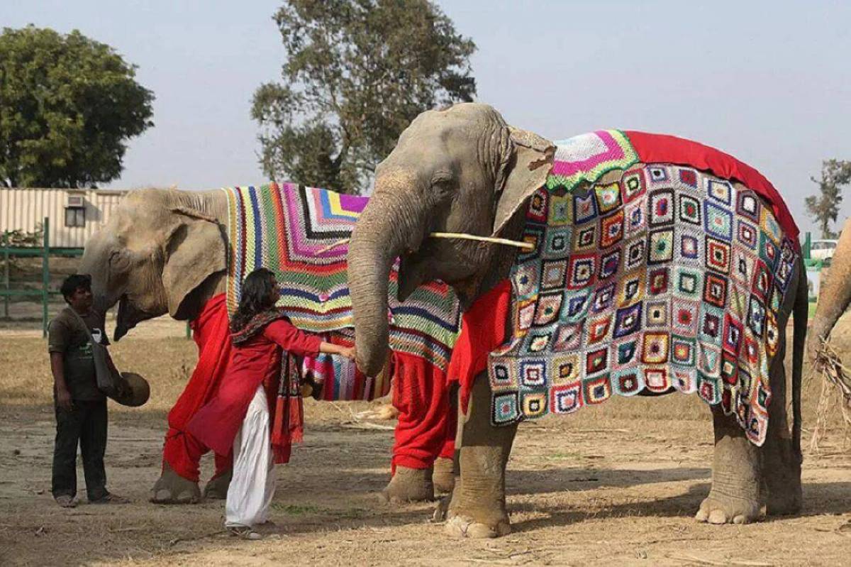 Слон индийский #25