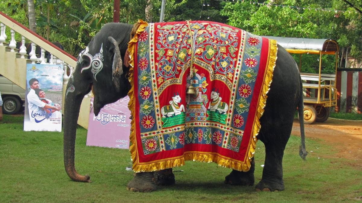 Слон индийский #27