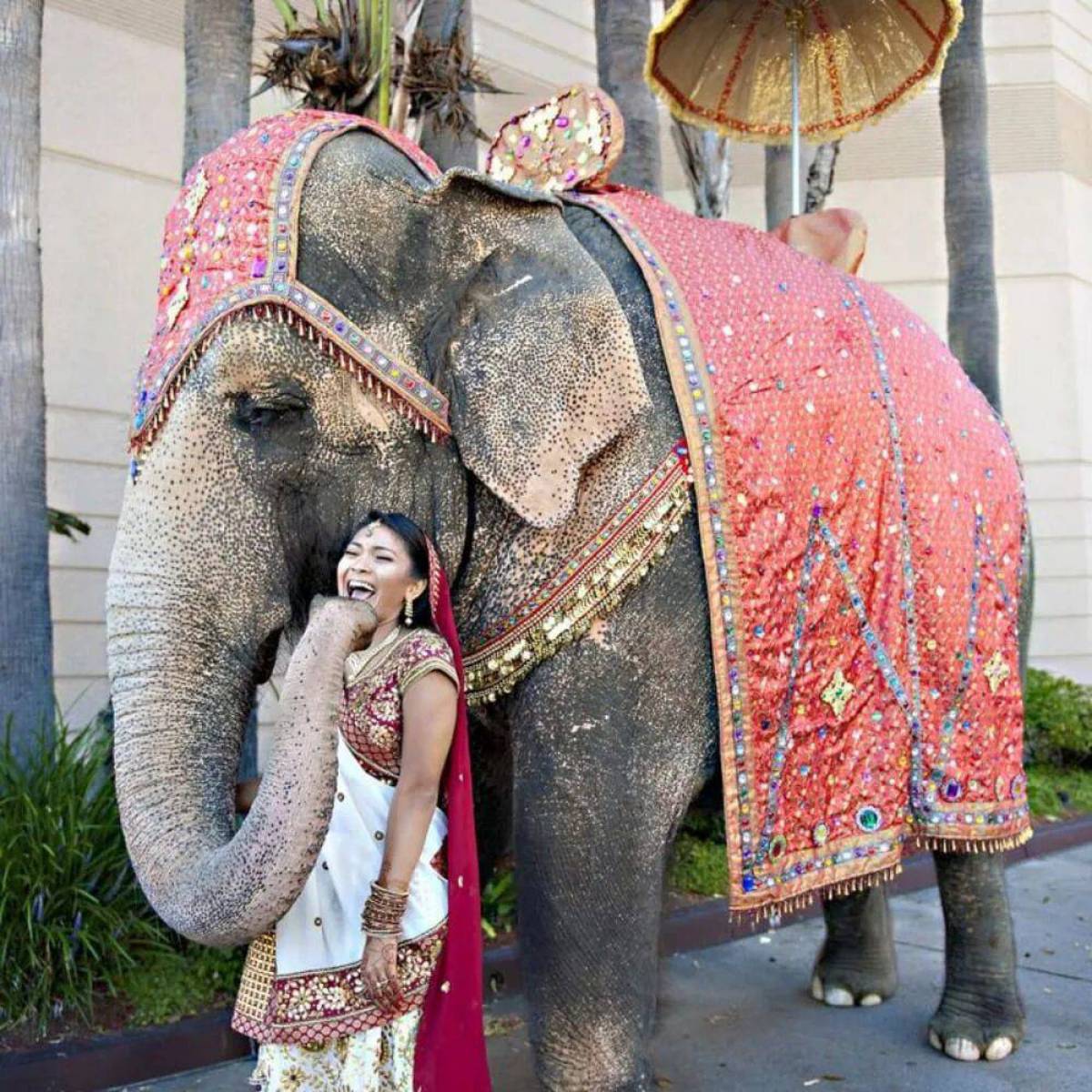 Слон индийский #29