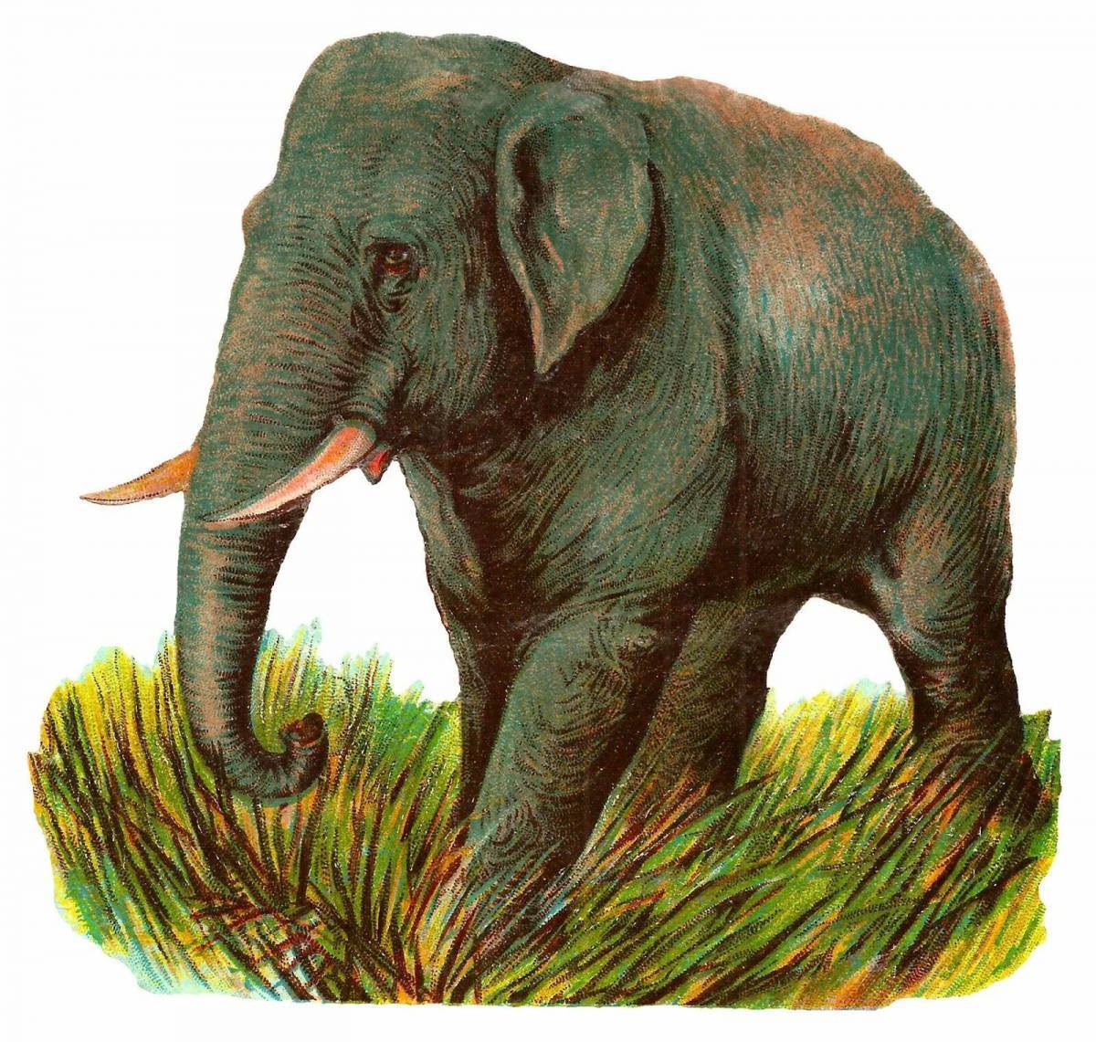 Слон индийский для детей #31