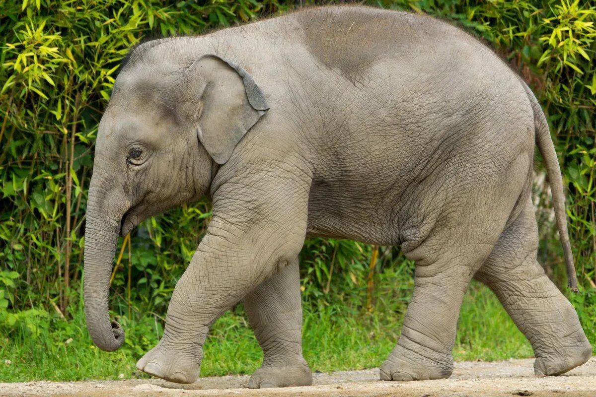 Слон индийский для детей #34